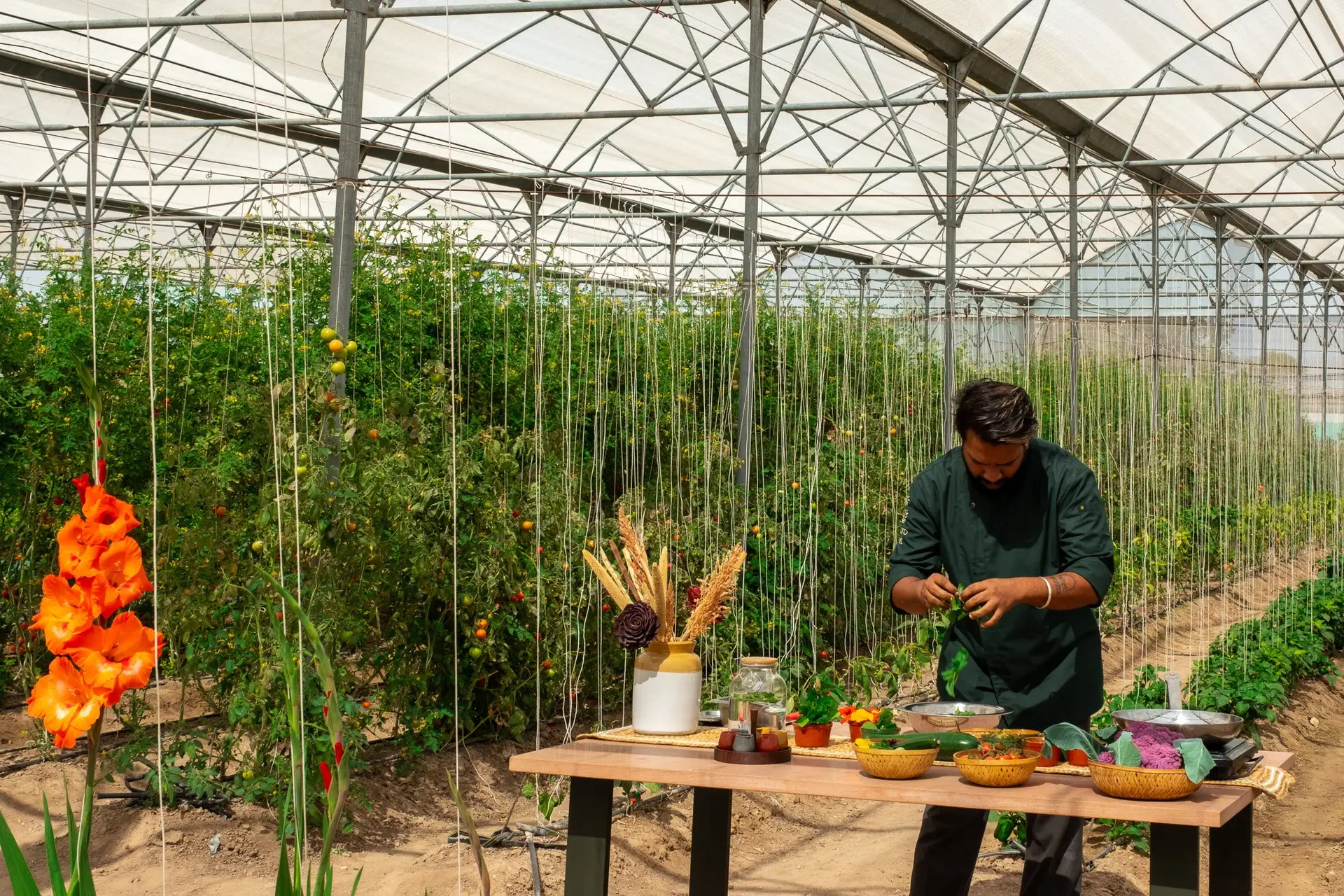 The chef foraging for produce in the farm's polytunnel